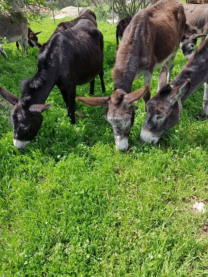 farm4